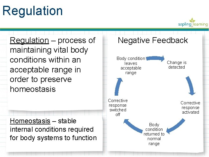 Regulation – process of maintaining vital body conditions within an acceptable range in order