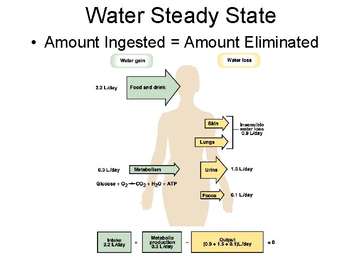 Water Steady State • Amount Ingested = Amount Eliminated 