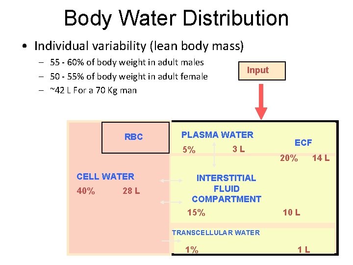 Body Water Distribution • Individual variability (lean body mass) – 55 - 60% of