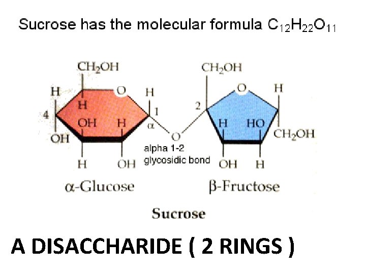 A DISACCHARIDE ( 2 RINGS ) 