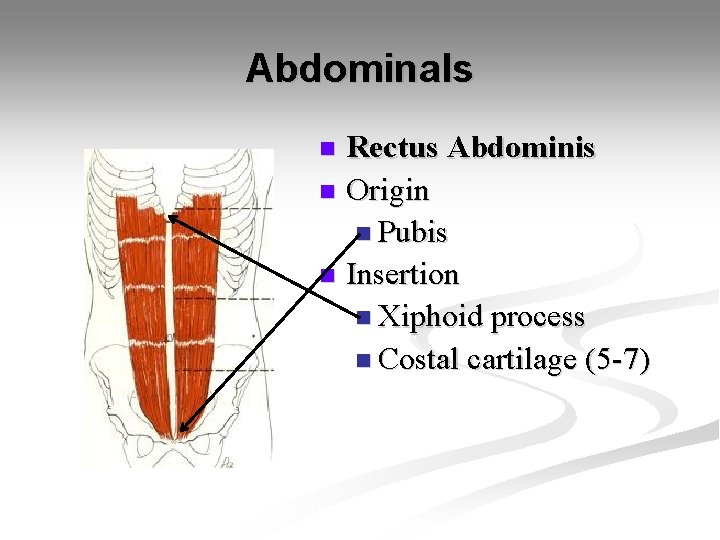 Abdominals Rectus Abdominis n Origin n Pubis n Insertion n Xiphoid process n Costal