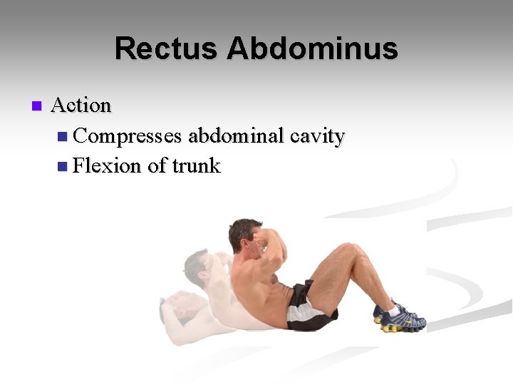 Rectus Abdominus n Action n Compresses abdominal cavity n Flexion of trunk 
