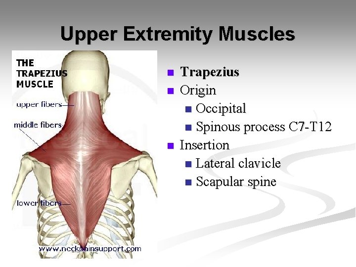 Upper Extremity Muscles n n n Trapezius Origin n Occipital n Spinous process C