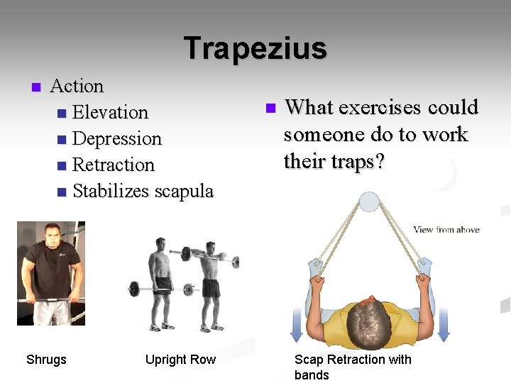 Trapezius n Action n Elevation n Depression n Retraction n Stabilizes scapula Shrugs Upright