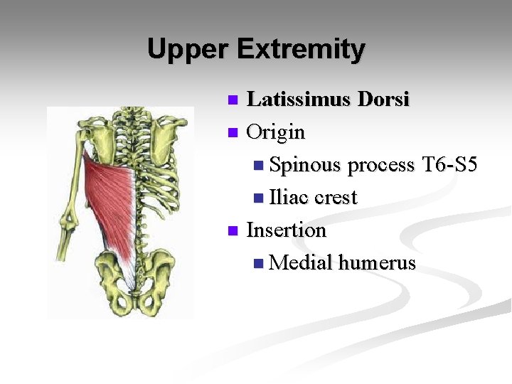 Upper Extremity Latissimus Dorsi n Origin n Spinous process T 6 -S 5 n