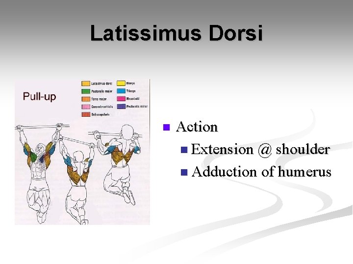 Latissimus Dorsi n Action n Extension @ shoulder n Adduction of humerus 