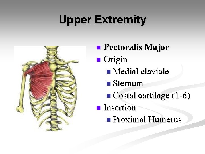 Upper Extremity Pectoralis Major n Origin n Medial clavicle n Sternum n Costal cartilage