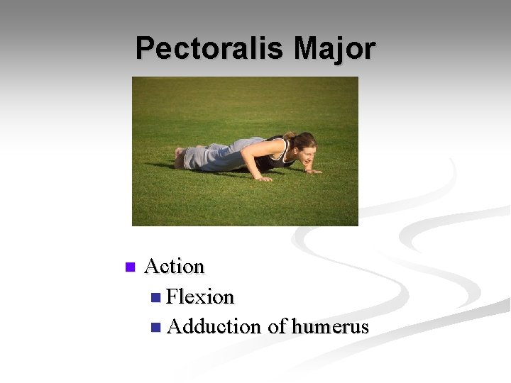 Pectoralis Major n Action n Flexion n Adduction of humerus 