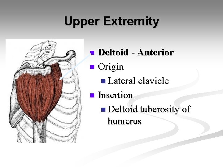 Upper Extremity Deltoid - Anterior n Origin n Lateral clavicle n Insertion n Deltoid