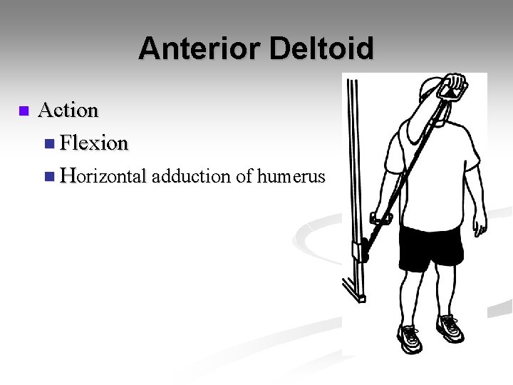 Anterior Deltoid n Action n Flexion n Horizontal adduction of humerus 
