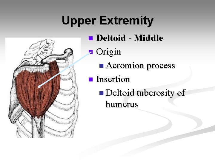 Upper Extremity Deltoid - Middle n Origin n Acromion process n Insertion n Deltoid
