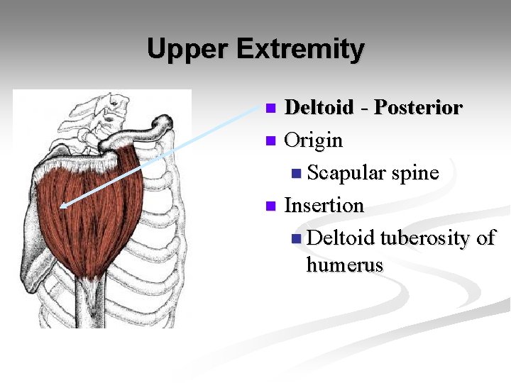 Upper Extremity Deltoid - Posterior n Origin n Scapular spine n Insertion n Deltoid