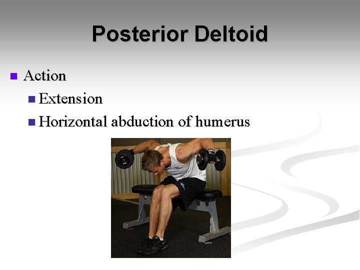 Posterior Deltoid n Action n Extension n Horizontal abduction of humerus 