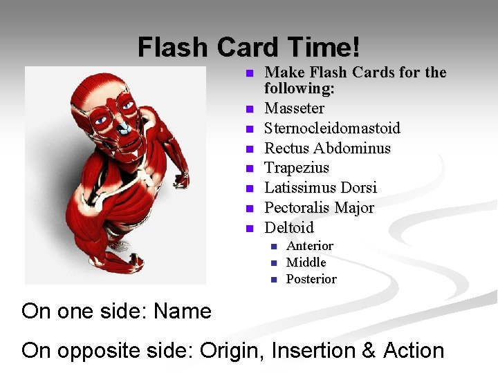 Flash Card Time! n n n n Make Flash Cards for the following: Masseter