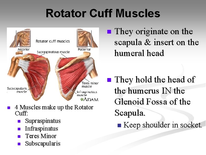 Rotator Cuff Muscles n 4 Muscles make up the Rotator Cuff: n Supraspinatus n