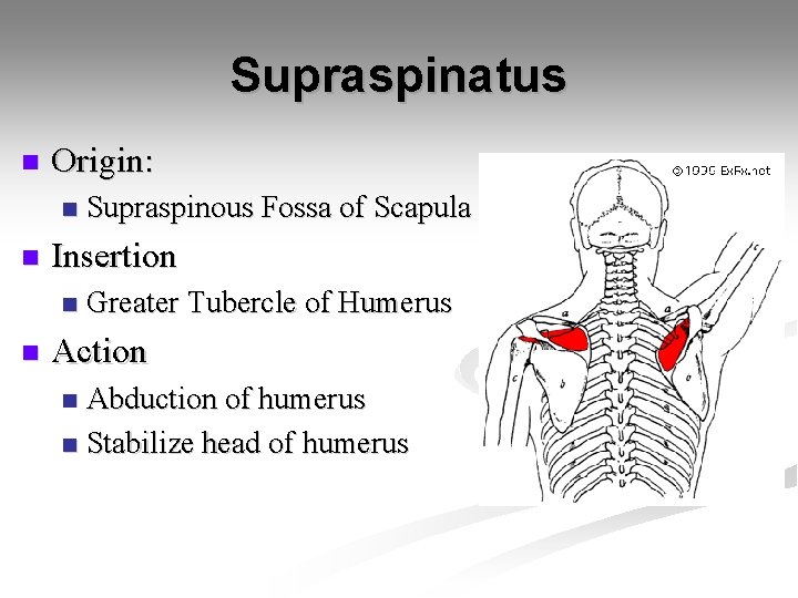 Supraspinatus n Origin: n n Insertion n n Supraspinous Fossa of Scapula Greater Tubercle