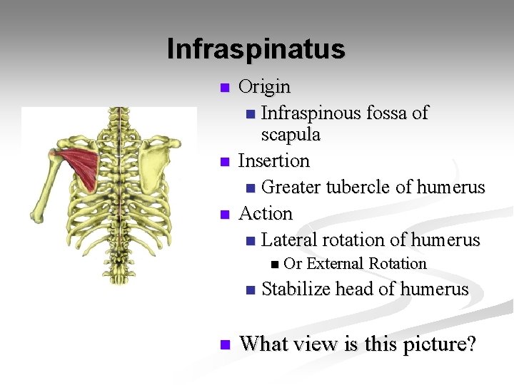 Infraspinatus n n n Origin n Infraspinous fossa of scapula Insertion n Greater tubercle