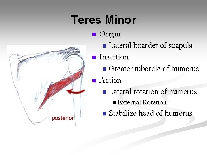 Teres Minor n n n Origin n Lateral boarder of scapula Insertion n Greater