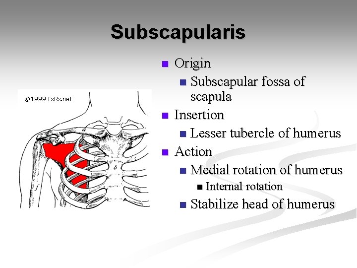 Subscapularis n n n Origin n Subscapular fossa of scapula Insertion n Lesser tubercle