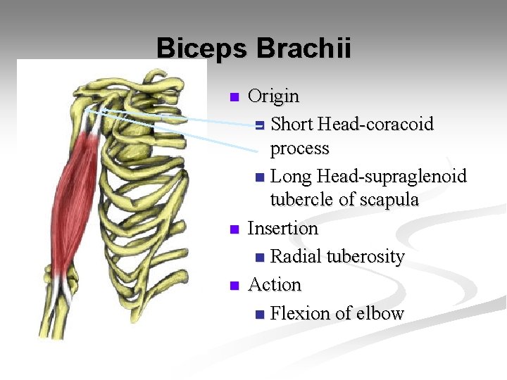 Biceps Brachii n n n Origin n Short Head-coracoid process n Long Head-supraglenoid tubercle
