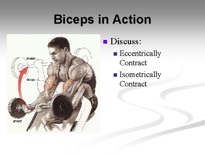 Biceps in Action n Discuss: Eccentrically Contract n Isometrically Contract n 