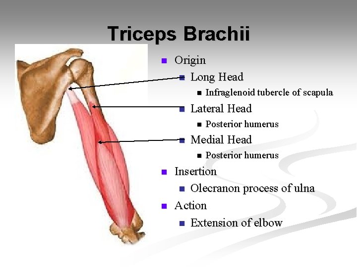 Triceps Brachii n Origin n Long Head n n Lateral Head n n n