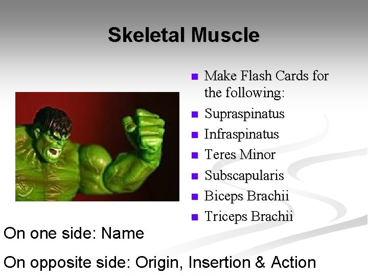 Skeletal Muscle n n n n On one side: Name Make Flash Cards for