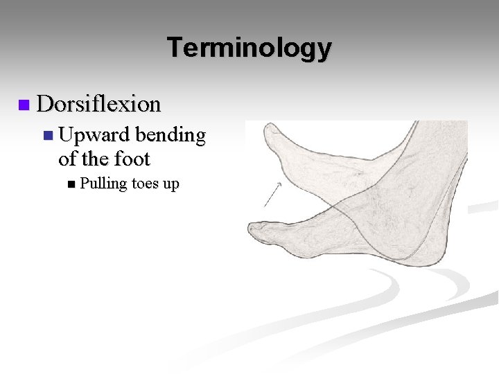 Terminology n Dorsiflexion n Upward bending of the foot n Pulling toes up 