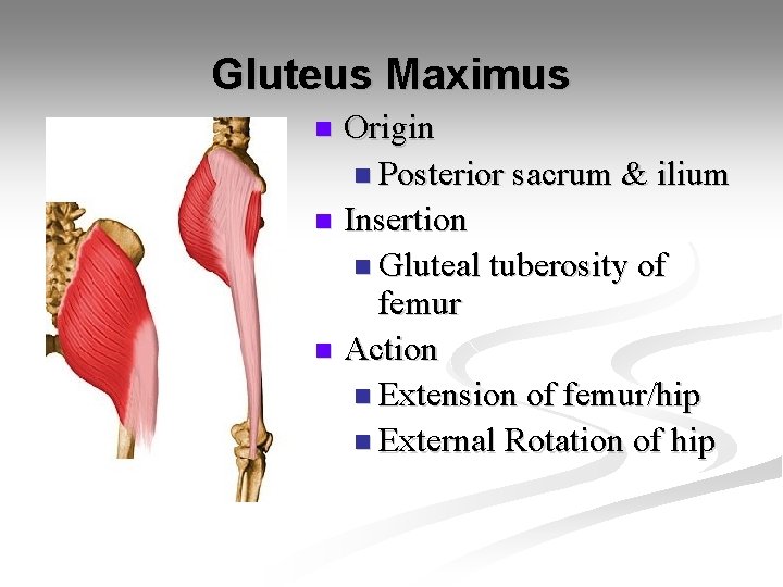 Gluteus Maximus Origin n Posterior sacrum & ilium n Insertion n Gluteal tuberosity of