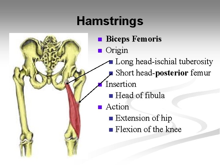 Hamstrings n n Biceps Femoris Origin n Long head-ischial tuberosity n Short head-posterior femur