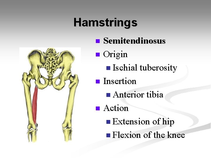 Hamstrings Semitendinosus n Origin n Ischial tuberosity n Insertion n Anterior tibia n Action