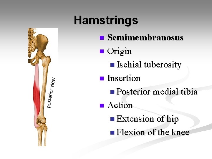 Hamstrings Semimembranosus n Origin n Ischial tuberosity n Insertion n Posterior medial tibia n