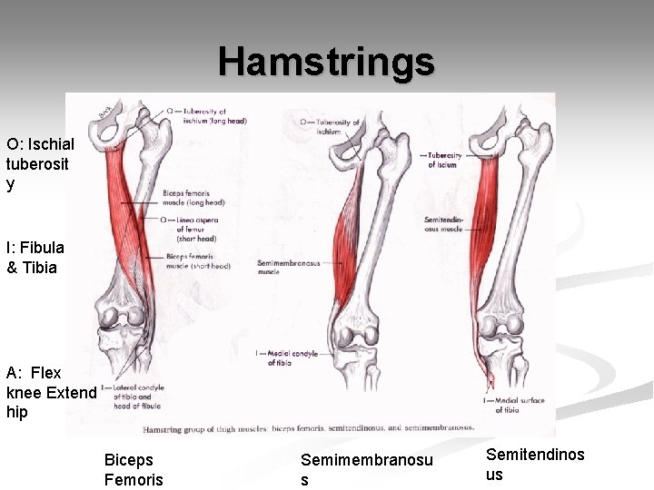 Hamstrings O: Ischial tuberosit y I: Fibula & Tibia A: Flex knee Extend hip
