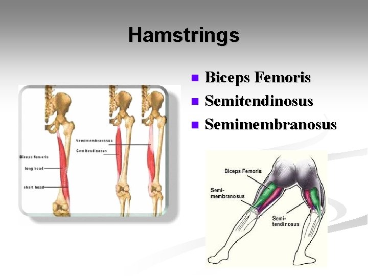 Hamstrings Biceps Femoris n Semitendinosus n Semimembranosus n 
