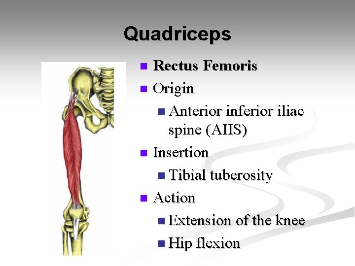 Quadriceps Rectus Femoris n Origin n Anterior inferior iliac spine (AIIS) n Insertion n