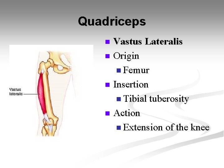 Quadriceps Vastus Lateralis n Origin n Femur n Insertion n Tibial tuberosity n Action