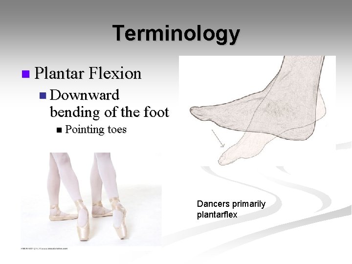 Terminology n Plantar Flexion n Downward bending of the foot n Pointing toes Dancers