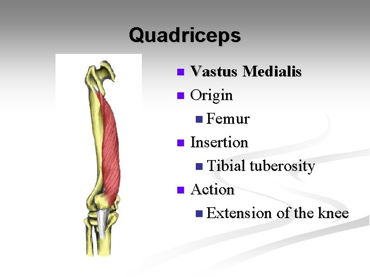 Quadriceps Vastus Medialis n Origin n Femur n Insertion n Tibial tuberosity n Action