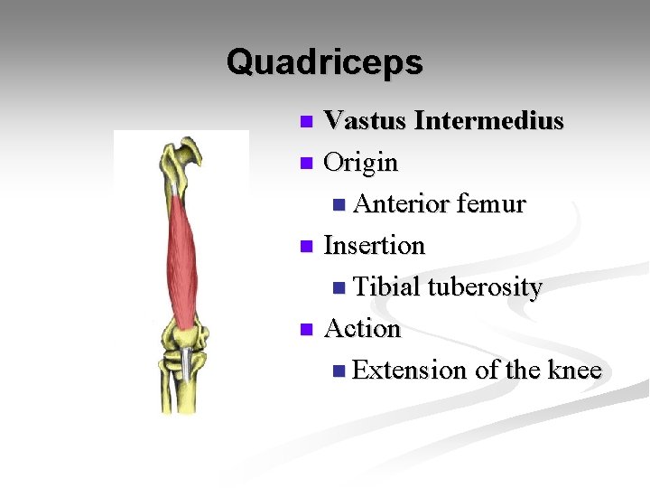 Quadriceps Vastus Intermedius n Origin n Anterior femur n Insertion n Tibial tuberosity n