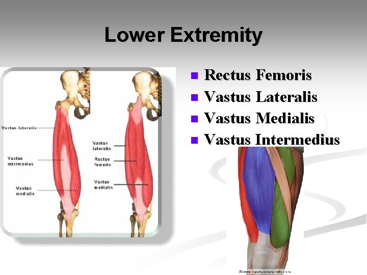 Lower Extremity Rectus Femoris n Vastus Lateralis n Vastus Medialis n Vastus Intermedius n