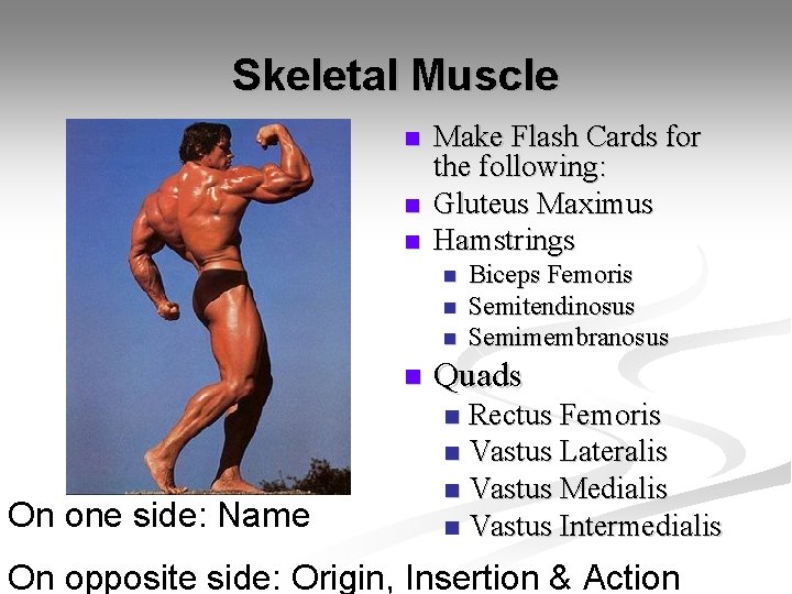 Skeletal Muscle n n n Make Flash Cards for the following: Gluteus Maximus Hamstrings