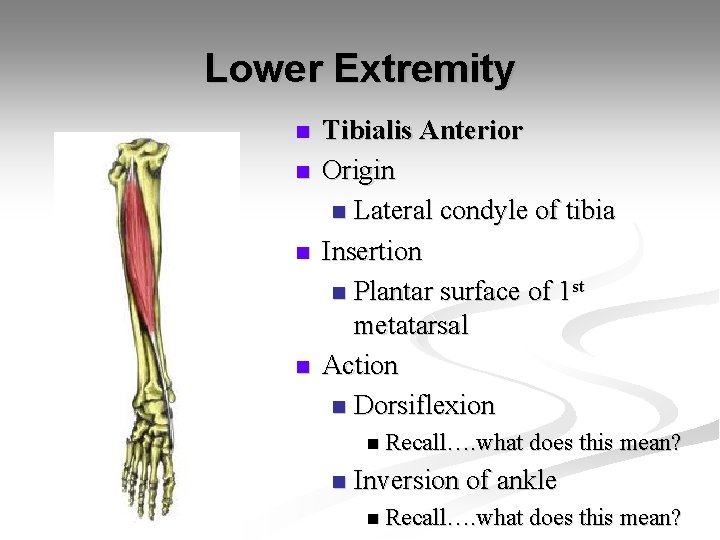 Lower Extremity n n Tibialis Anterior Origin n Lateral condyle of tibia Insertion n