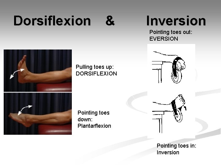 Dorsiflexion & Inversion Pointing toes out: EVERSION Pulling toes up: DORSIFLEXION Pointing toes down:
