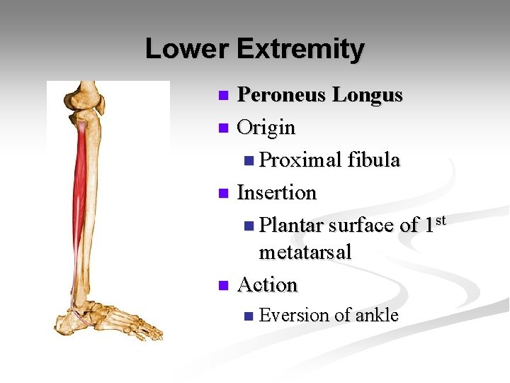 Lower Extremity Peroneus Longus n Origin n Proximal fibula n Insertion n Plantar surface