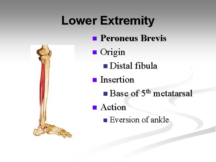 Lower Extremity Peroneus Brevis n Origin n Distal fibula n Insertion n Base of