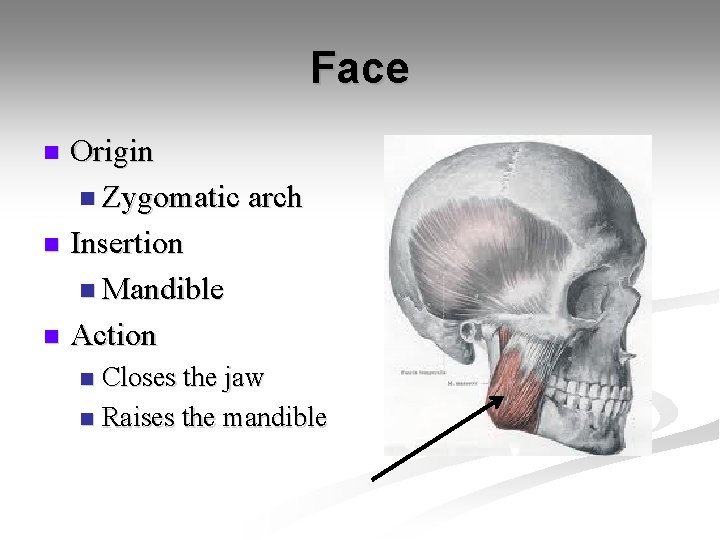 Face Origin n Zygomatic arch n Insertion n Mandible n Action n Closes the