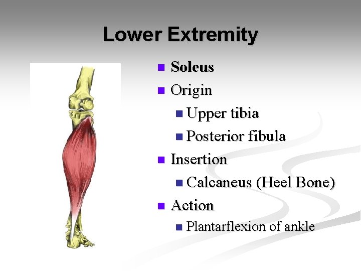 Lower Extremity Soleus n Origin n Upper tibia n Posterior fibula n Insertion n