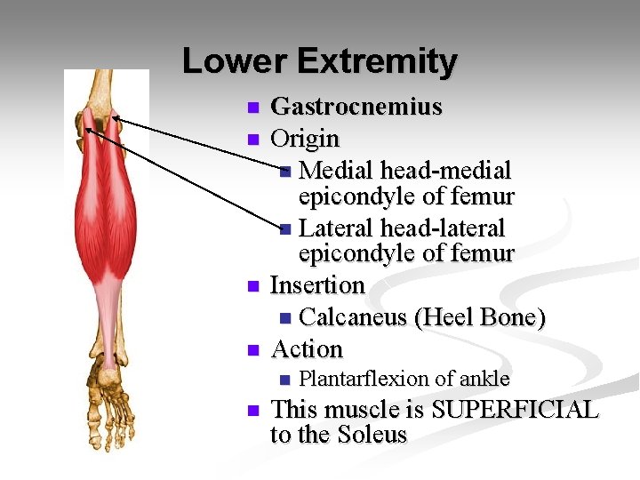 Lower Extremity n n Gastrocnemius Origin n Medial head-medial epicondyle of femur n Lateral