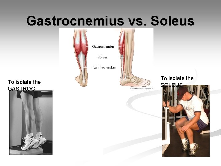 Gastrocnemius vs. Soleus To isolate the GASTROC To isolate the SOLEUS 