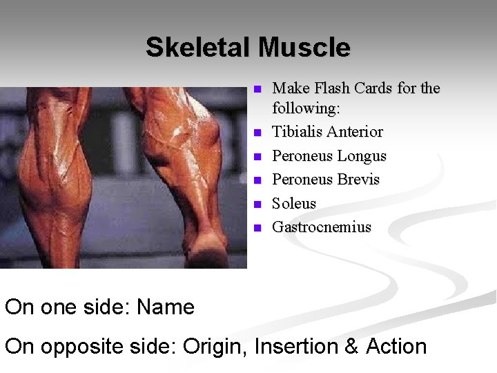 Skeletal Muscle n n n Make Flash Cards for the following: Tibialis Anterior Peroneus